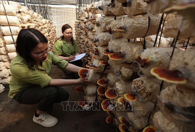 Kiểm tra giống nấm linh chi được nhân giống bảo tồn ở Trung tâm của Vườn quốc gia Hoàng Liên, tỉnh Lào Cai. Ảnh: Vũ Sinh - TTXVN