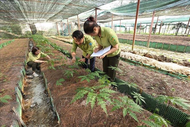 Kiểm tra giống cây sâm Ngọc Linh được nhân giống bảo tồn ở Trung tâm của Vườn quốc gia Hoàng Liên, tỉnh Lào Cai. Ảnh: Vũ Sinh - TTXVN