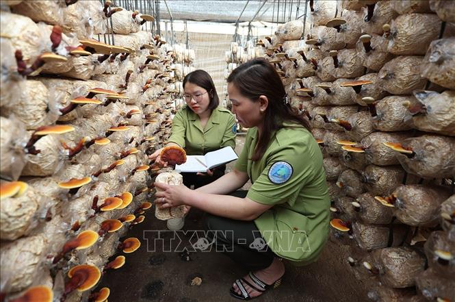 Kiểm tra giống nấm linh chi được nhân giống bảo tồn ở Trung tâm của Vườn quốc gia Hoàng Liên, tỉnh Lào Cai. Ảnh: Vũ Sinh - TTXVN