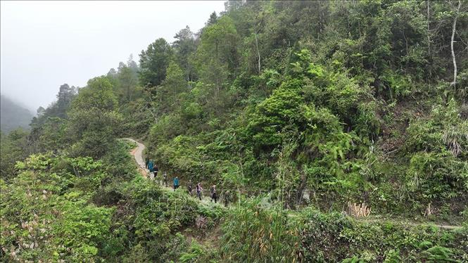 Lực lượng bảo vệ rừng thuộc Vườn quốc gia Hoàng Liên phối hợp cùng các lực lượng tổ chức tuần tra, bảo vệ rừng ở khu vực do đơn vị quản lý. Ảnh: Vũ Sinh - TTXVN