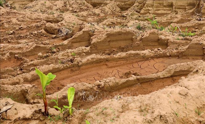 Hàng nghìn mét khối đất tại cánh đồng thôn Phương Trù, xã Châu Ninh (Hưng Yên) bị đào, múc trộm. Ảnh: Thế Duyệt – TTXVN