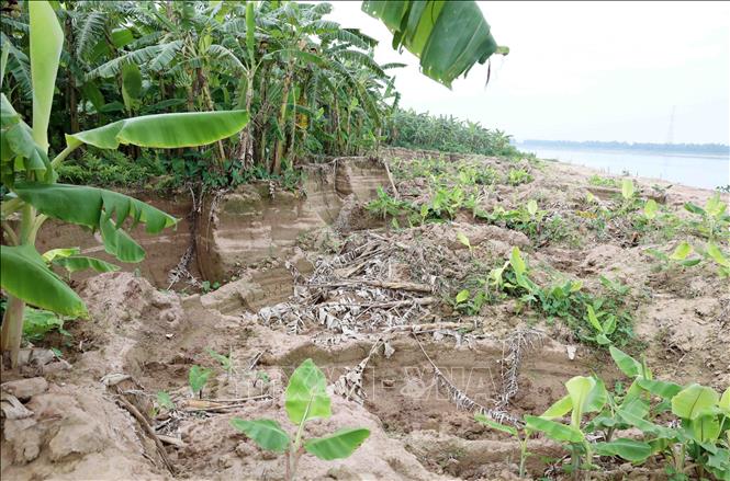 Hàng nghìn mét khối đất tại cánh đồng thôn Phương Trù, xã Châu Ninh (Hưng Yên) bị đào, múc trộm. Ảnh: Thế Duyệt – TTXVN