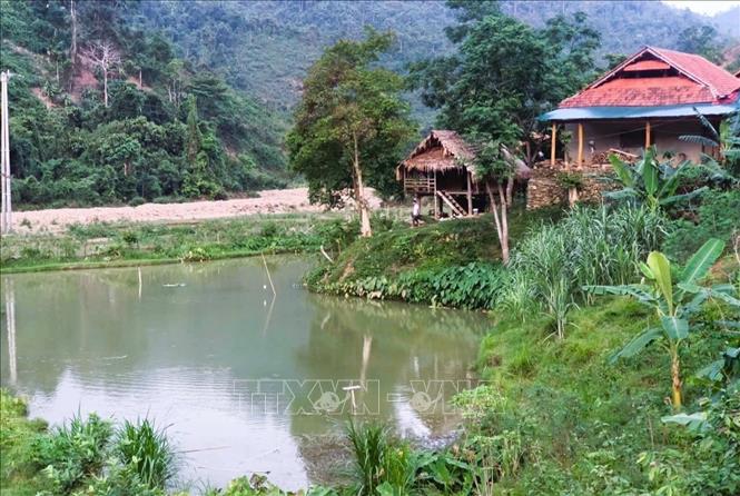 Nhiều diện tích ao nuôi cá trước đây bị lũ dữ càn quét, san phẳng giờ đã được phục hồi. Ảnh: Xuân Tiến - TTXVN 