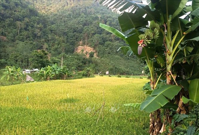 Diện tích ruộng trong thung lũng Na Ngân là “vựa” lương thực của người dân trong bản sau lũ dữ bị tan hoang, đất đá ngổn ngang giờ đã thành bờ xôi, ruộng mật, hứa hẹn cho mùa vàng bội thu. Ảnh: Xuân Tiến - TTXVN 