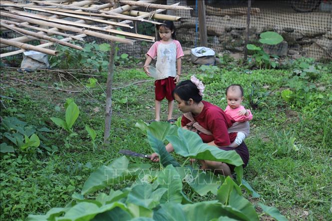 Phụ nữ trong bản Na Ngân hái rau sau vườn nhà. Ảnh: Xuân Tiến - TTXVN 