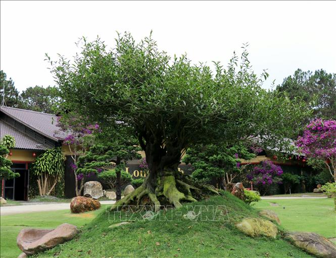 An ancient tea tree in the grounds of Long Dinh Tea Museum in Xuan Truong Ward, Da Lat, Lam Dong Province. Photo: Nguyen Thanh – VNA