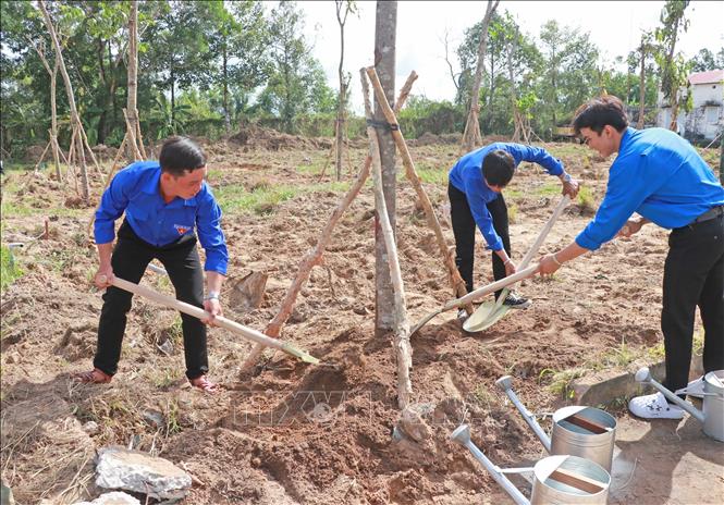 Ngay sau lễ phát động, đông đảo lực lượng đoàn viên, thanh niên đã đồng loạt ra quân tham gia trồng cây. Ảnh: Huỳnh Anh - TTXVN