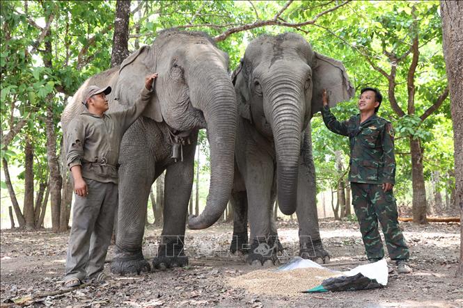 Elephant caretakers consider the elephants as members of their own family. Photo: Tuan Anh – VNA