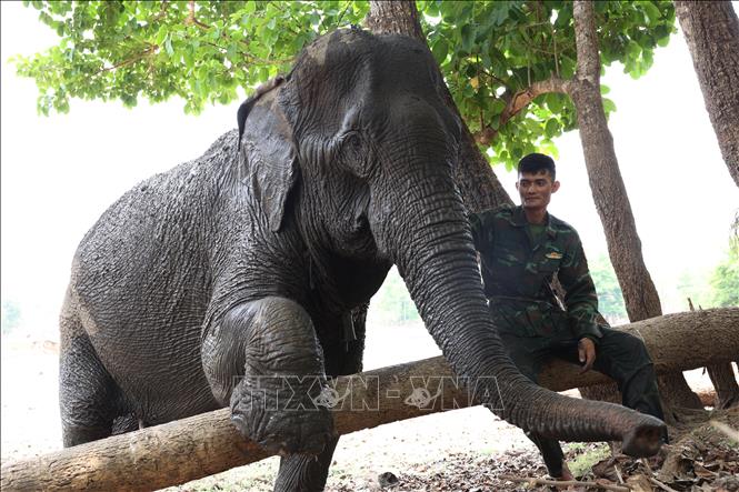 An elephant playfully interacts with its caretaker. Photo: Tuan Anh – VNA