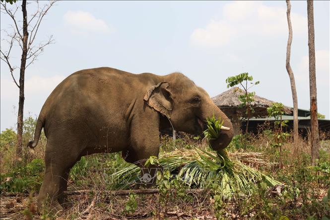 Elephant Jun was rescued by the center in 2015 with severe leg injuries caused by a trap. After undergoing multiple surgeries, the elephant has now recovered and grown healthy and strong. Photo: Tuan Anh – VNA