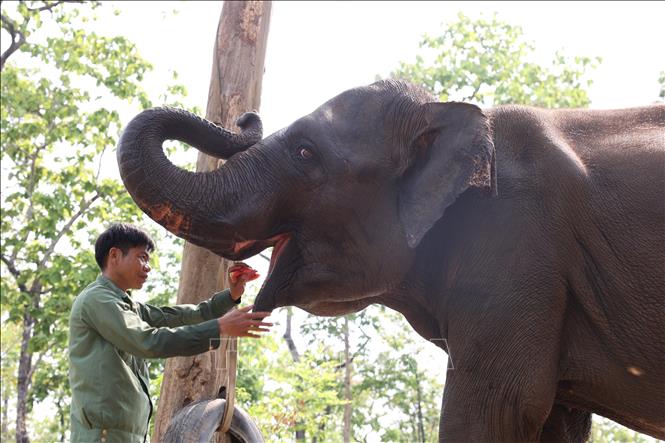 After more than 10 years working in elephant rescue and care, Cao Xuan Ninh considers the elephants as family members, sharing joys and hardships with them. Photo: Tuan Anh – VNA