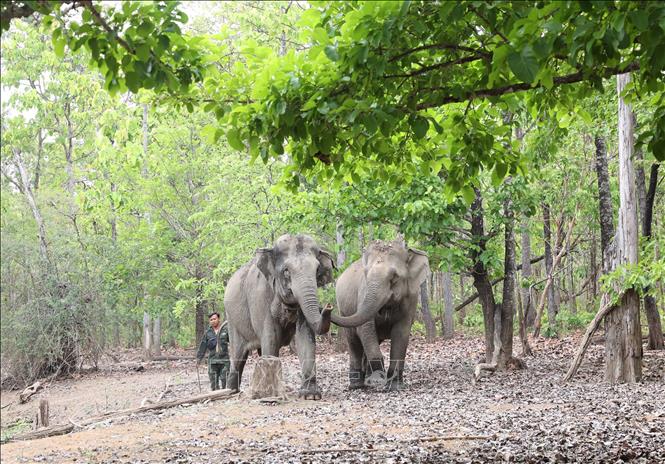 Healthy elephants roam freely in the natural forest. Photo: Tuan Anh – VNA