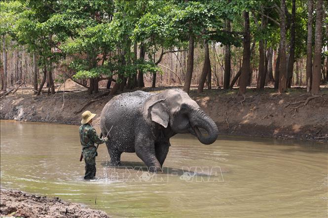 Caring for elephants deep in the forest is demanding work, requiring dedicated people with a special affection for elephants. Photo: Tuan Anh – VNA