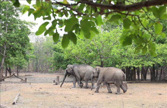 Healthy elephants are cared for in a controlled natural environment at the center. Photo: Tuan Anh – VNA