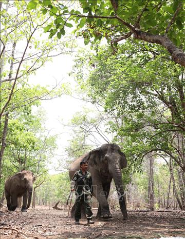 Elephant caretakers walk many kilometers through the forest with the elephants in search of food and water in temperatures approaching 40 degrees Celsius. Photo: Tuan Anh – VNA