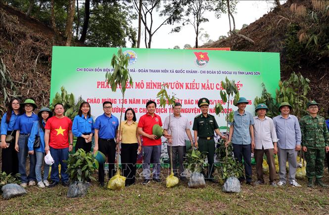 Lãnh đạo Sở Ngoại vụ tỉnh Lạng Sơn; Đảng ủy, HĐND, UBND xã Quốc Khánh và Đồn Biên phòng Pò Mã cùng cán bộ chiến sĩ, đoàn viên thanh niên tham gia trồng cây quế tại điểm cao 556, khu vực mốc 997 (thôn Nà Khau, xã Quốc Khánh, tỉnh Lạng Sơn). Ảnh: Văn Đạt - TTXVN
