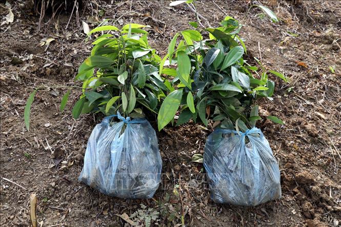 Cây quế được lựa chọn trồng trong vườn kiểu mẫu tại điểm cao 556, khu vực mốc 997 (thôn Nà Khau, xã Quốc Khánh, tỉnh Lạng Sơn). Ảnh: Văn Đạt - TTXVN