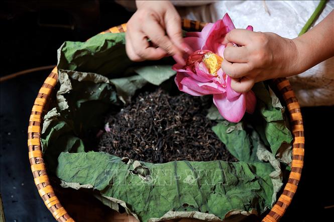 Nghệ nhân tỉ mỉ tách gạo sen để ướp trà theo phương pháp truyền thống - công đoạn đòi hỏi sự khéo léo và kiên nhẫn nhằm lưu giữ hương thơm thanh khiết của sen Tây Hồ. Ảnh: Phạm Tuấn Anh - TTXVN