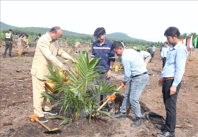 Các đại biểu tham gia trồng đợt trồng đầu tiên, khởi động dự án tái canh hơn 1 triệu cây cọ dầu trên địa bàn xã Ta Ney, huyện Prey Nob, tỉnh Preah Sihanouk, Vương quốc Campuchia. Ảnh: Huỳnh Thảo - PV TTXVN tại Campuchia 