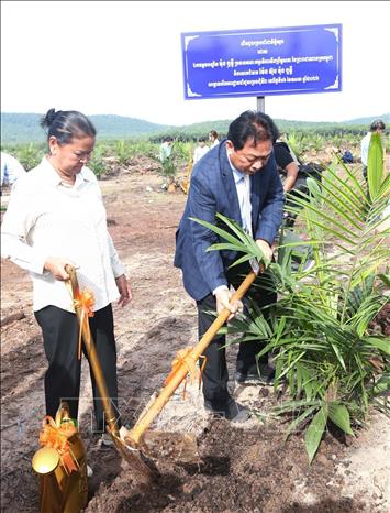 Tiến sĩ Mong Reththy - Chủ nhiệm Ủy ban thứ 3 Thượng viện Campuchia - trồng cây cọ dầu đầu tiên, khởi động dự án tái canh hơn 1 triệu cây cọ dầu trên địa bàn xã Ta Ney, huyện Prey Nob, tỉnh Preah Sihanouk, Vương quốc Campuchia. Ảnh: Huỳnh Thảo - PV TTXVN tại Campuchia 