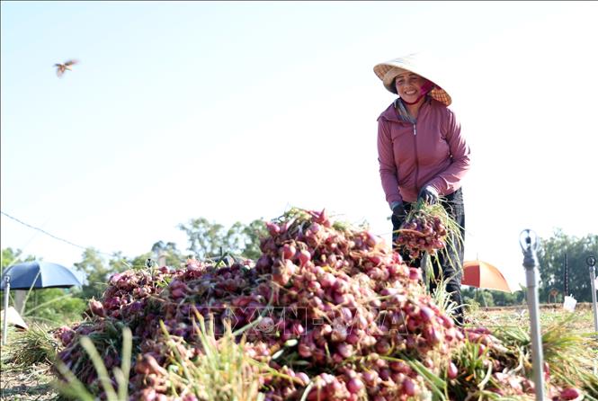 Nông dân xã Vạn Tường (xã Bình Hải cũ) đẩy mạnh xây dựng và phát triển vùng trồng hành tím hữu cơ sau khi được công nhận sản phẩm OCOP 3 sao năm 2025, nhằm gia tăng giá trị, ổn định đầu ra và giữ vững thương hiệu đặc trưng. Ảnh: Lê Phước Ngọc - TTXVN