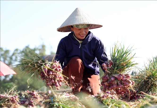 Nông dân xã Vạn Tường (xã Bình Hải cũ) đang đẩy mạnh xây dựng và phát triển vùng trồng hành tím hữu cơ sau khi được công nhận sản phẩm OCOP 3 sao năm 2025, nhằm gia tăng giá trị, ổn định đầu ra và giữ vững thương hiệu đặc trưng. Ảnh: Lê Phước Ngọc - TTXVN