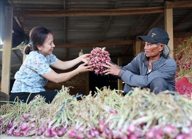 Sản phẩm hành tím trồng theo hướng hữu cơ, đạt chuẩn OCOP 3 sao của xã Vạn Tường cho năng suất cao, được thị trường ưa chuộng, đem lại nguồn thu ổn định từ hàng chục đến vài trăm triệu đồng/vụ cho nông hộ. Ảnh: Lê Phước Ngọc - TTXVN