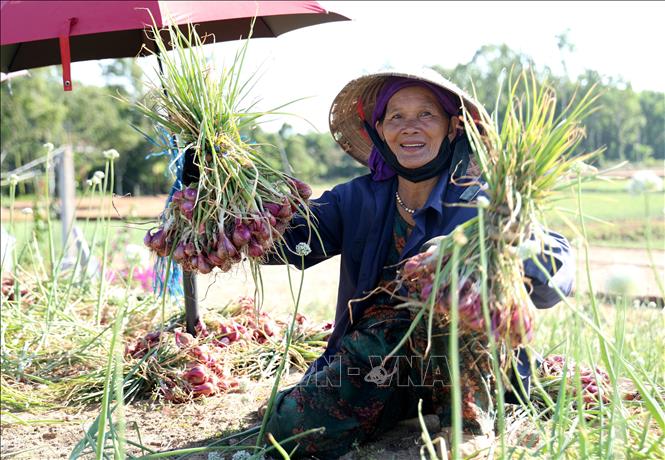 Nông dân xã Vạn Tường (xã Bình Hải cũ) đang đẩy mạnh xây dựng và phát triển vùng trồng hành tím hữu cơ sau khi được công nhận sản phẩm OCOP 3 sao năm 2025, nhằm gia tăng giá trị, ổn định đầu ra và giữ vững thương hiệu đặc trưng. Ảnh: Lê Phước Ngọc - TTXVN