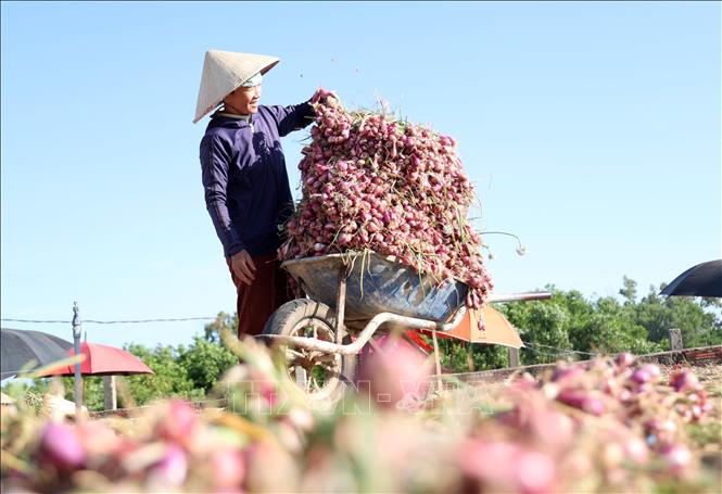 Nông dân xã Vạn Tường (xã Bình Hải cũ) đang đẩy mạnh xây dựng và phát triển vùng trồng hành tím hữu cơ sau khi được công nhận sản phẩm OCOP 3 sao năm 2025, nhằm gia tăng giá trị, ổn định đầu ra và giữ vững thương hiệu đặc trưng. Ảnh: Lê Phước Ngọc - TTXVN