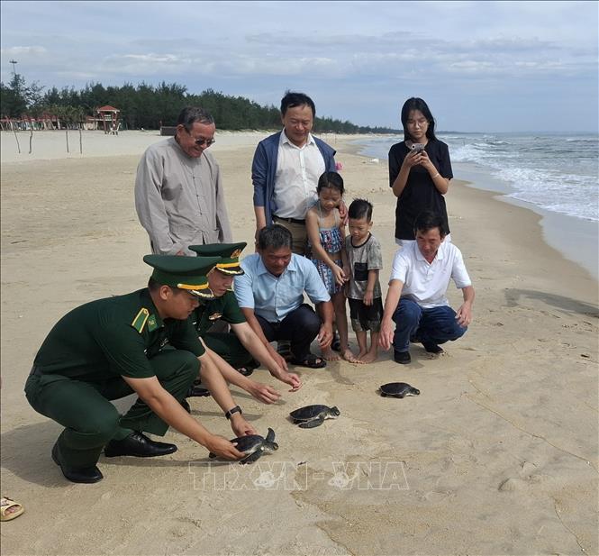 Sau khi kiểm tra sức khỏe, cả 3 cá thể rùa biển đã được thả trở lại môi trường tự nhiên trước sự chứng kiến của lực lượng chức năng, người dân và du khách. Ảnh: TTXVN phát