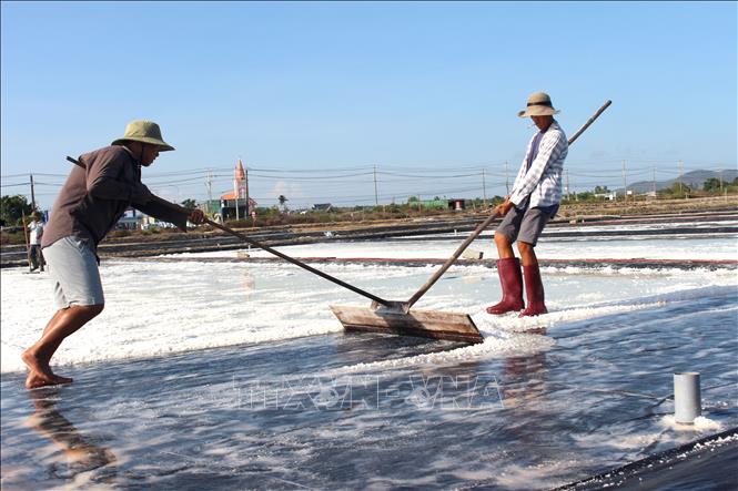 Nhiều hộ dân tại xã Tân Thành mạnh dạn chuyển từ sản xuất muối đất sang muối trải bạt, mang lại hiệu quả kinh tế cao hơn. Ảnh: Hồng Hiếu - TTXVN
