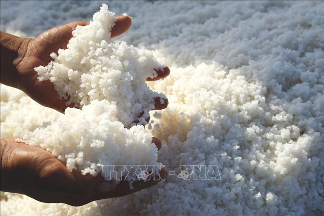 Diêm dân thu hoạch muối. Ảnh: Hồng Hiếu - TTXVN