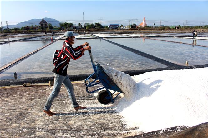 Muối sau khi cào được đẩy về nơi tập kết để ráo nước, chờ bán cho thương lái. Ảnh: Hồng Hiếu - TTXVN