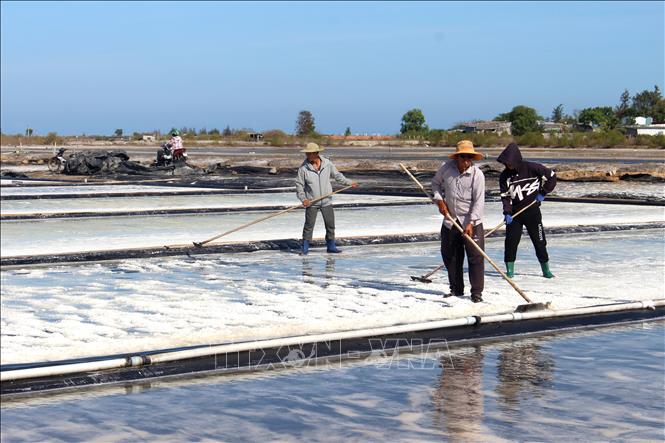 Nắng nóng kéo dài, muối kết tinh nhanh, diêm dân tranh thủ thu hoạch. Ảnh: Hồng Hiếu - TTXVN