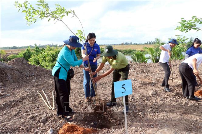 Hoạt động trồng cây diễn ra sôi nổi tại khu vực bờ kè, đê bao trên địa bàn xã Thuận Hòa. Ảnh: Trung Kiên - TTXVN