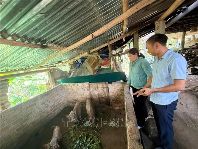 Ông Nguyễn Quang Thế hướng dẫn đồng bào Ca Dong kỹ thuật chăn nuôi. Ảnh: Đinh Hương - TTXVN