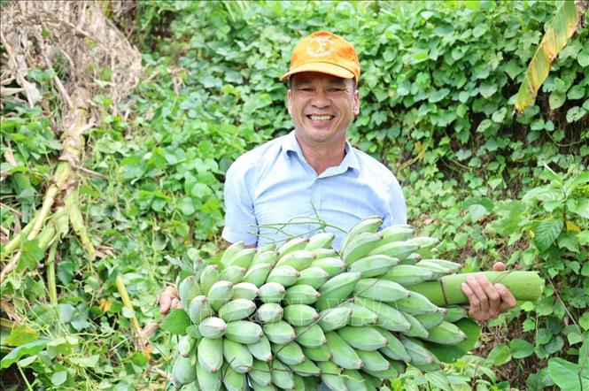 Ông Nguyễn Quang Thế thu hoạch chuối. Ảnh: Đinh Hương - TTXVN