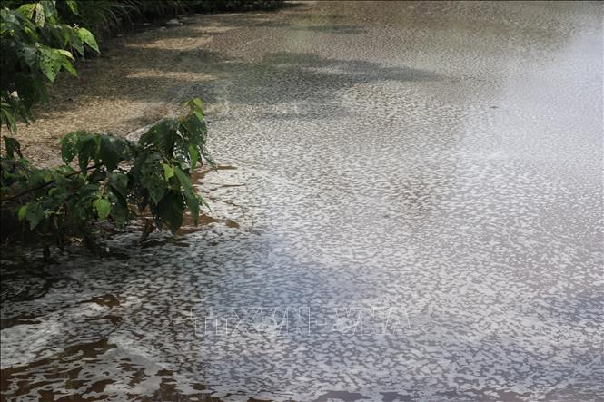 Dưới lòng hồ nổi bọt trắng gây bốc mùi hôi thối nồng nặc. Ảnh: Tuấn Anh - TTXVN