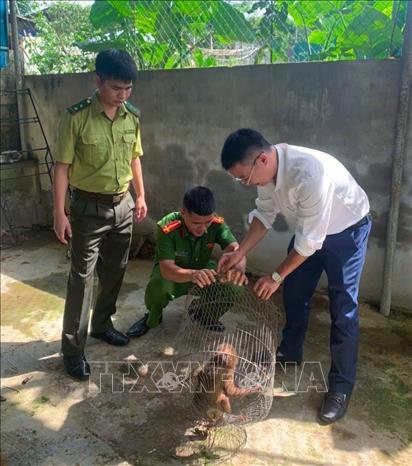 Cá thể Khỉ mặt đỏ có trọng lượng khoảng 2kg, chiều dài khoảng 35cm, giống cái được cơ quan, lực lượng chức năng kiểm tra hiện trạng sức khỏe trước khi thả về môi trường tự nhiên. Ảnh: TTXVN phát