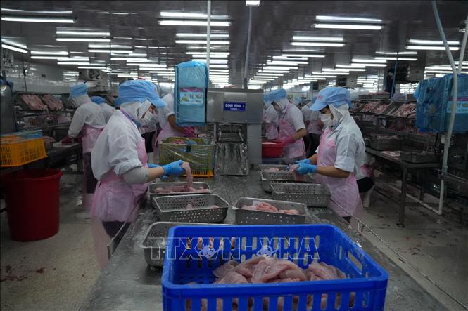 Đồng Tháp: Giá cá tra duy trì ở mức cao, người nuôi và doanh nghiệp ...