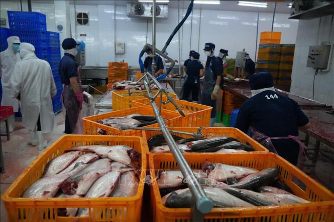 Đồng Tháp: Giá cá tra duy trì ở mức cao, người nuôi và doanh nghiệp ...
