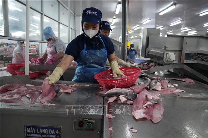 Đồng Tháp: Giá cá tra duy trì ở mức cao, người nuôi và doanh nghiệp ...