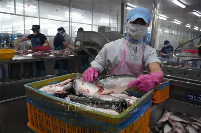 Đồng Tháp: Giá cá tra duy trì ở mức cao, người nuôi và doanh nghiệp ...