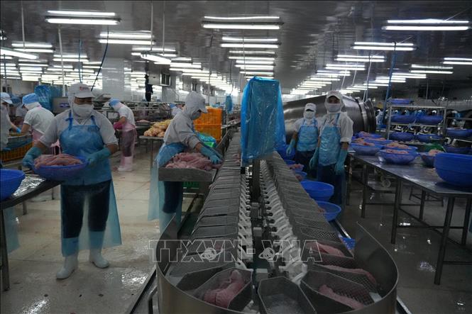 Đồng Tháp: Giá cá tra duy trì ở mức cao, người nuôi và doanh nghiệp ...