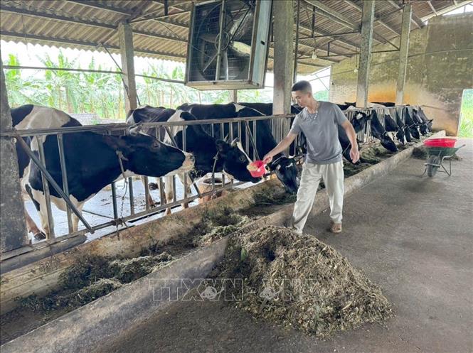 Hợp tác xã Chăn nuôi bò sữa Mộc Bắc, phường Duy Tân, tỉnh Ninh Bình hiện có 55 thành viên với tổng đàn hơn 1.550 con bò sữa thực hiện chăn nuôi đảm bảo an toàn sinh học. Ảnh: Thùy Dung - TTXVN