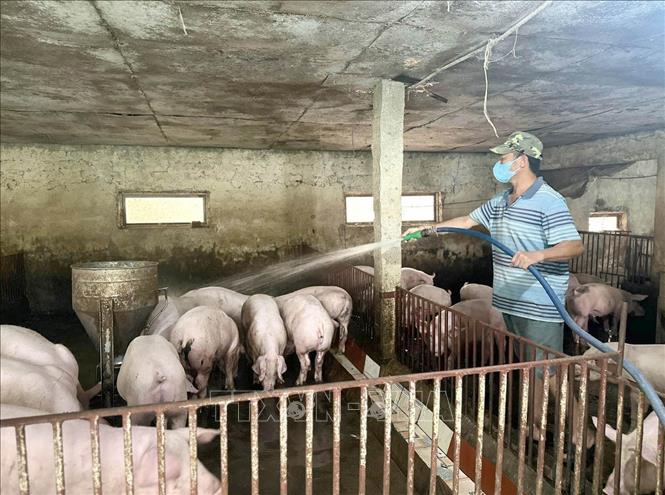 Các hộ chăn nuôi tại xã Đồng Thái, tỉnh Ninh Bình thường xuyên vệ sinh chuồng trại, phun thuốc khử trùng 2 lần/tuần để chủ động phòng dịch. Ảnh: Thùy Dung - TTXVN