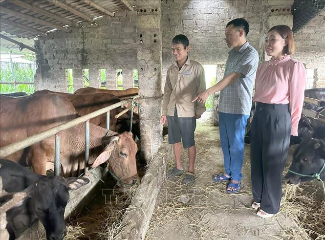Cán bộ Thú y tuyên truyền cho các hộ chăn nuôi tại xã Đồng Thái, tỉnh Ninh Bình về các giải pháp chủ động phòng, chống dịch. Ảnh: Thùy Dung - TTXVN