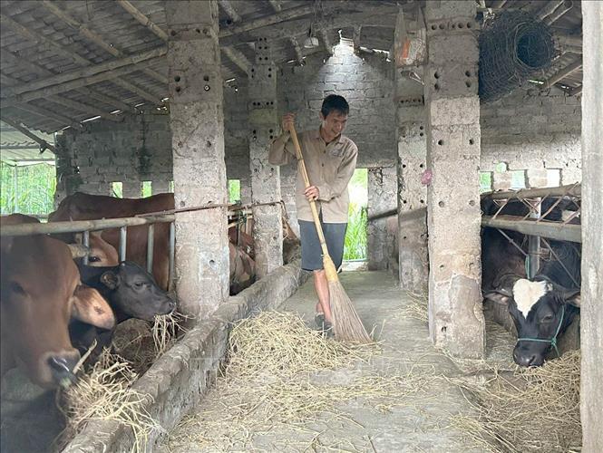 Các hộ chăn nuôi tại xã Đồng Thái, tỉnh Ninh Bình thường xuyên vệ sinh chuồng trại để chủ động phòng dịch. Ảnh: Thùy Dung - TTXVN