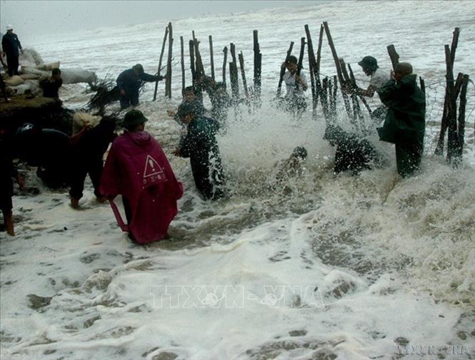 Lực lượng hộ đê đang đóng cọc gia cố đê biển tại huyện Nghi Xuân, tỉnh Hà Tĩnh (1/10/2006). Ảnh: Ngô Mỹ - TTXVN