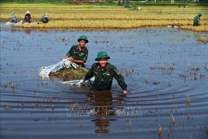  Cán bộ, chiến sĩ Trung đoàn Bộ binh cơ giới 102, Sư đoàn 308, Quân đoàn 12 đóng trên địa bàn huyện Quốc Oai giúp người dân Mỹ Lương (Chương Mỹ, Hà Nội) thu hoạch lúa ngập nước (10/2025). Ảnh: An Thành Đạt - TTXVN